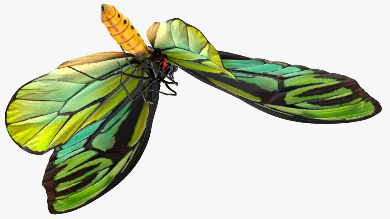 3D Animated Butterflies Rigged Collection model