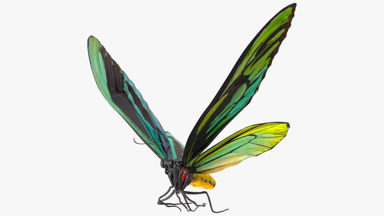 3D Animated Butterflies Rigged Collection model