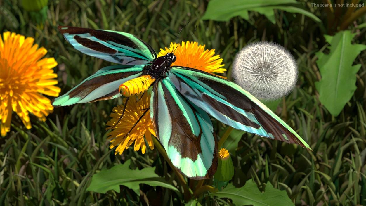 3D Animated Butterflies Rigged Collection model