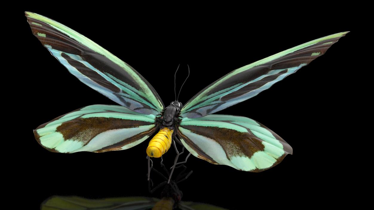 3D Animated Butterflies Rigged Collection model