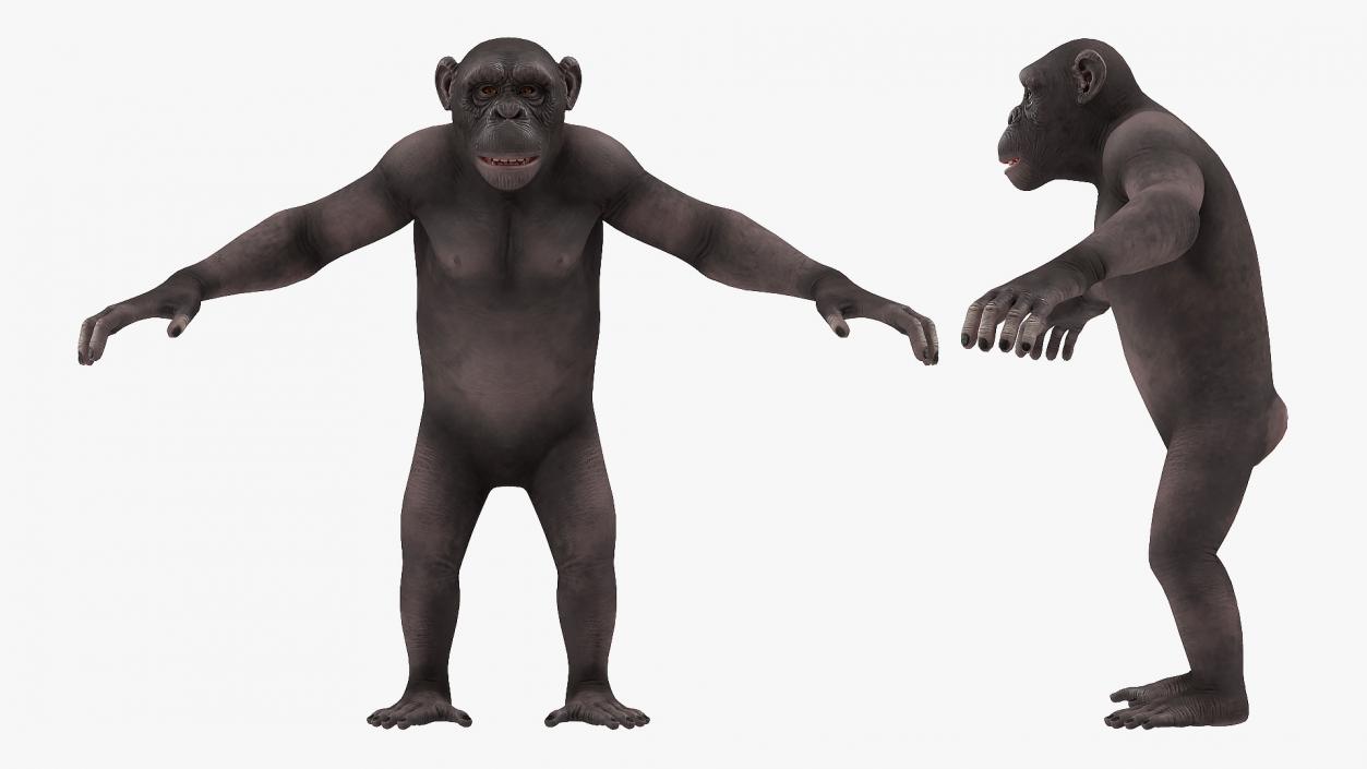 Chimpanzee Dark Rigged 3D