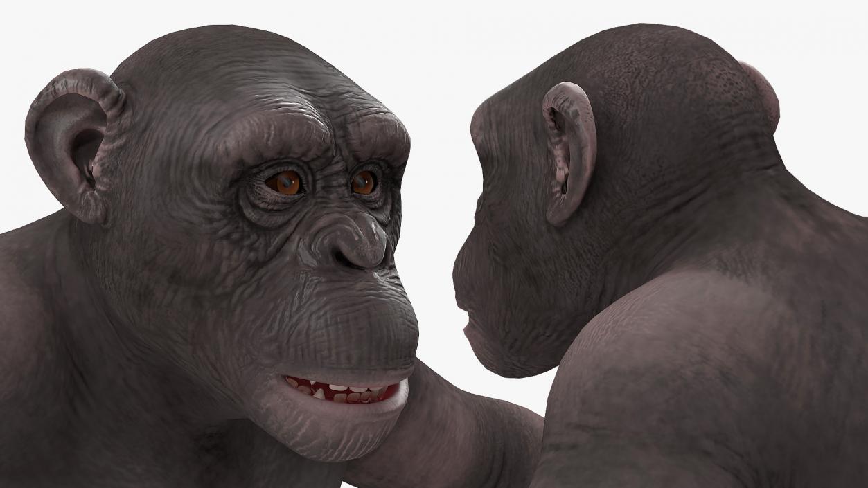 Chimpanzee Dark Rigged 3D