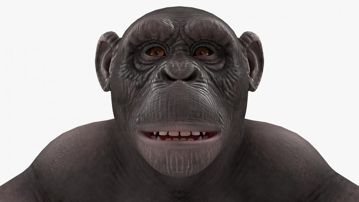 Chimpanzee Dark Rigged 3D