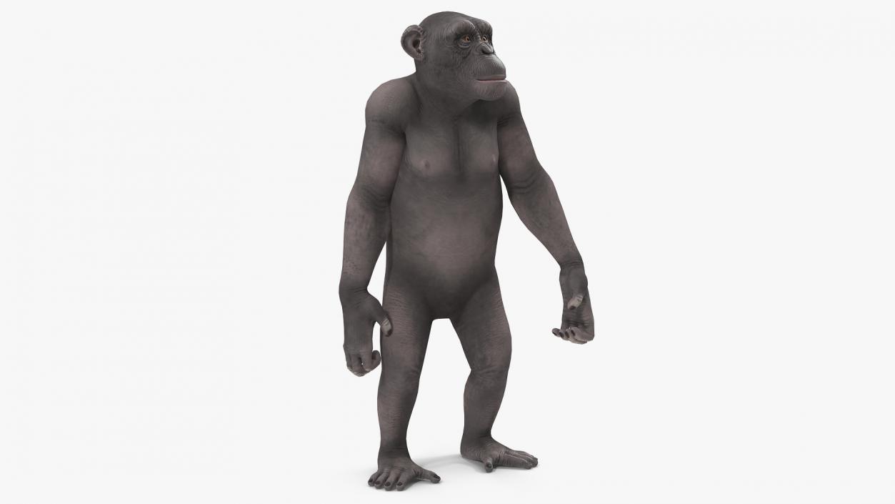 Chimpanzee Dark Rigged 3D