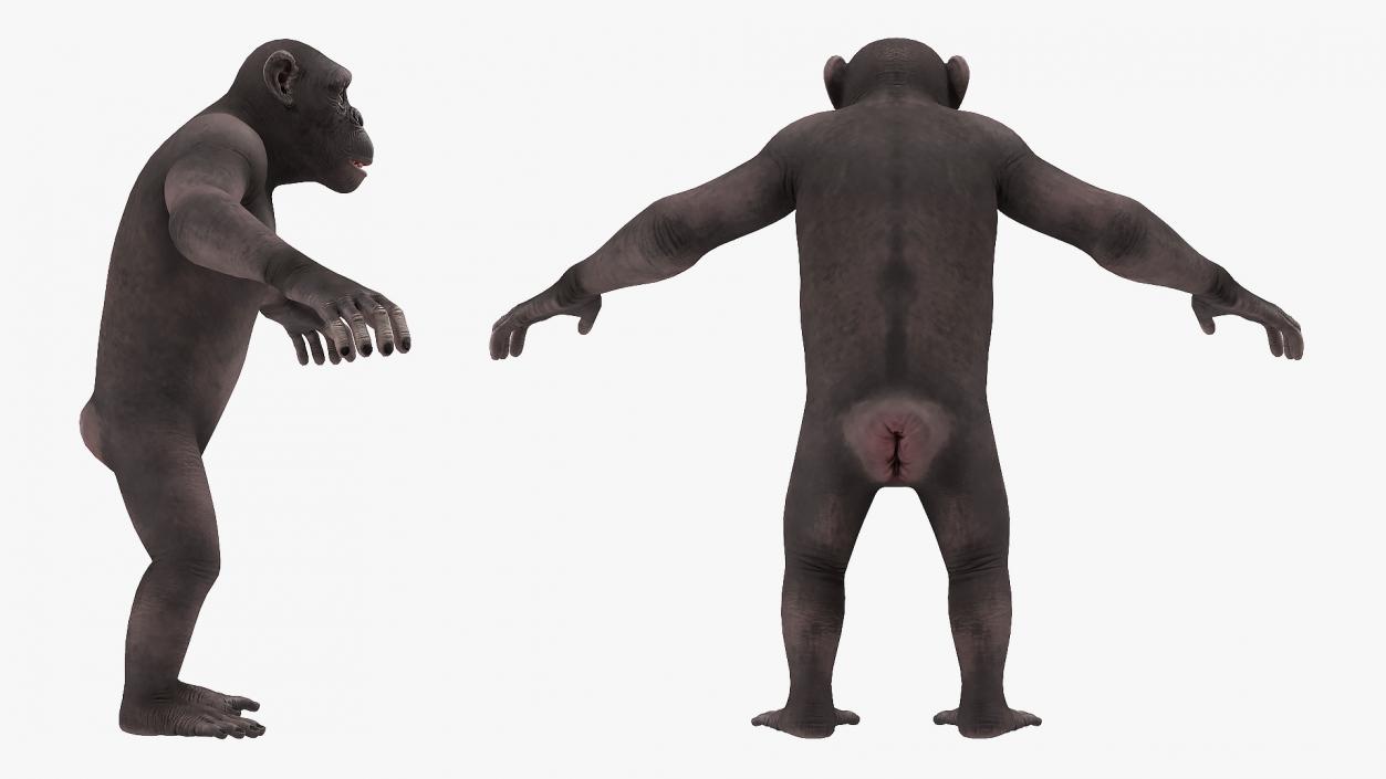 Chimpanzee Dark Rigged 3D