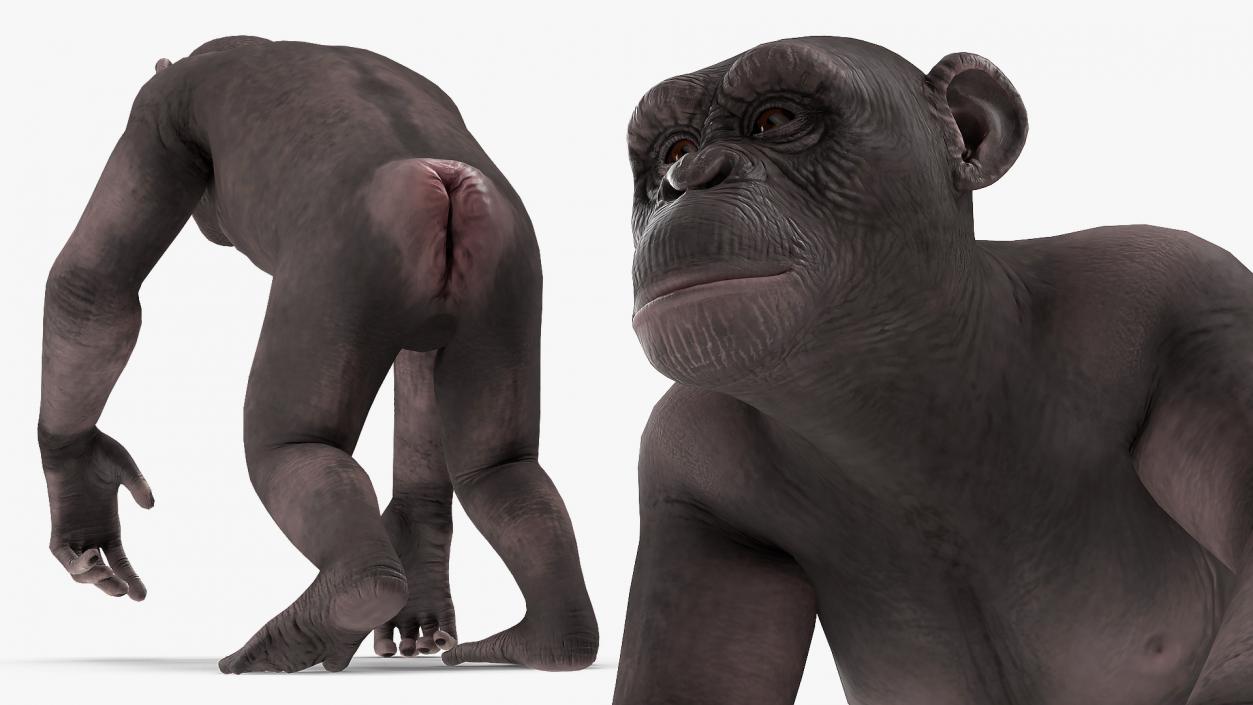 Chimpanzee Dark Rigged 3D