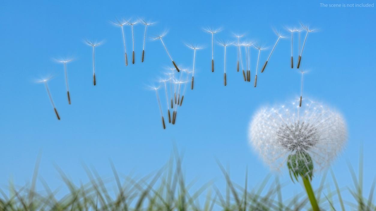 Ripe Dandelion Blowing by the Wind 3D model