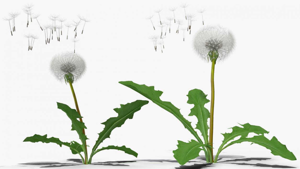 Ripe Dandelion Blowing by the Wind 3D model