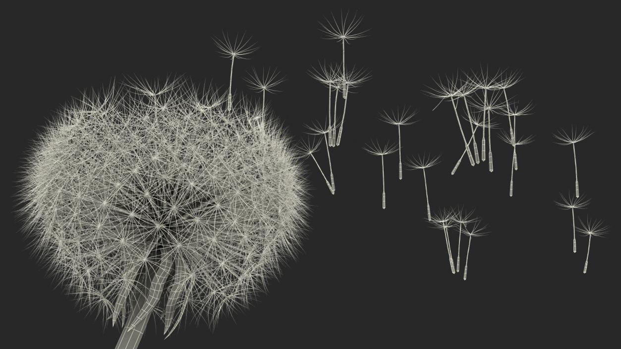 Ripe Dandelion Blowing by the Wind 3D model