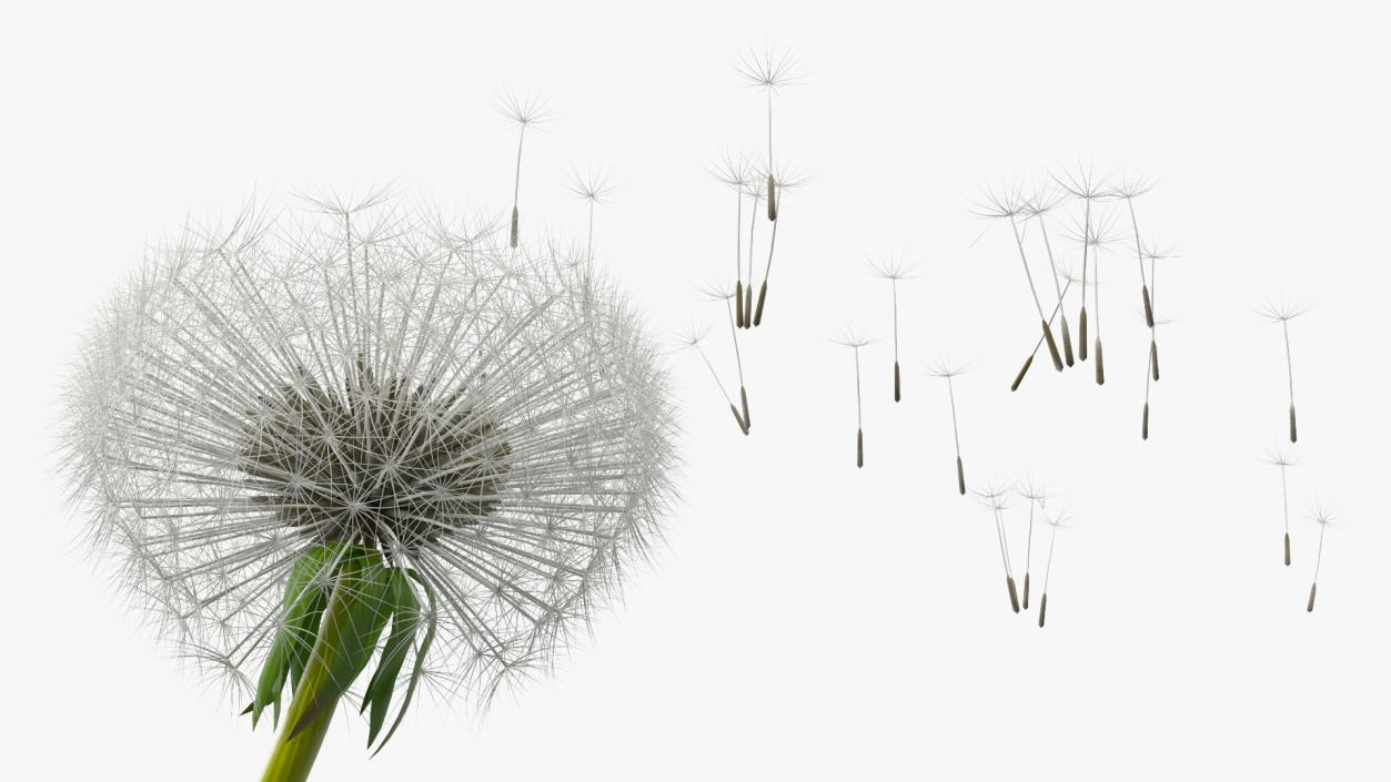 Ripe Dandelion Blowing by the Wind 3D model