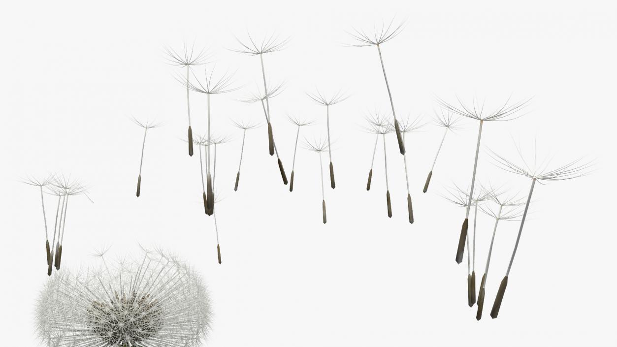 Ripe Dandelion Blowing by the Wind 3D model