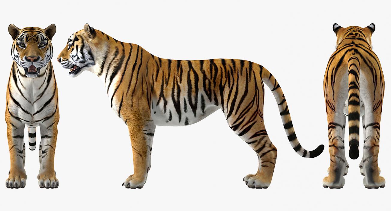 Tiger 3D model