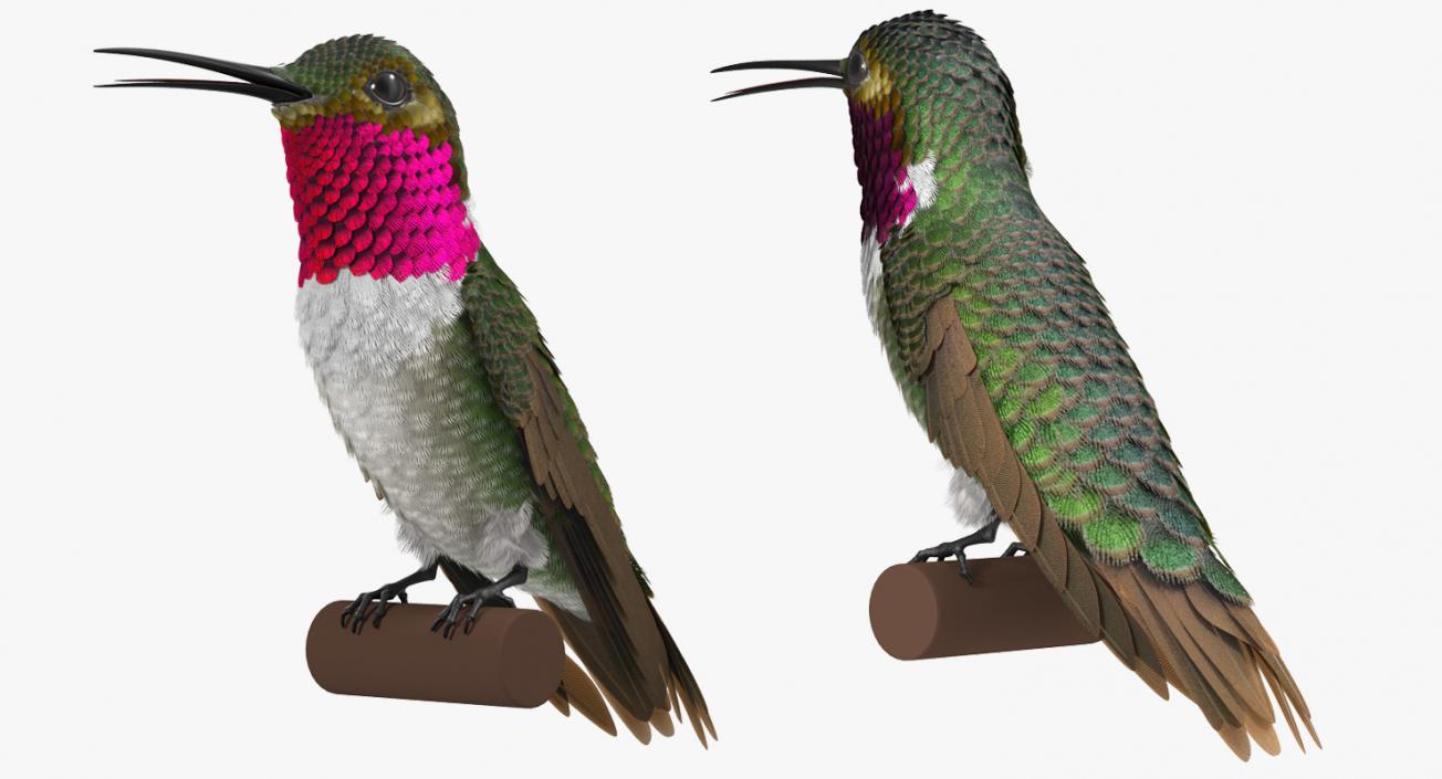 Broad Tailed Hummingbird Sitting on Branch 3D