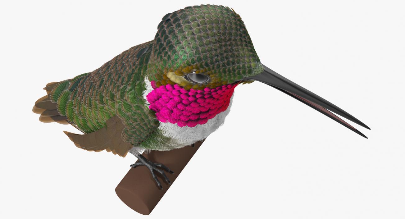 Broad Tailed Hummingbird Sitting on Branch 3D