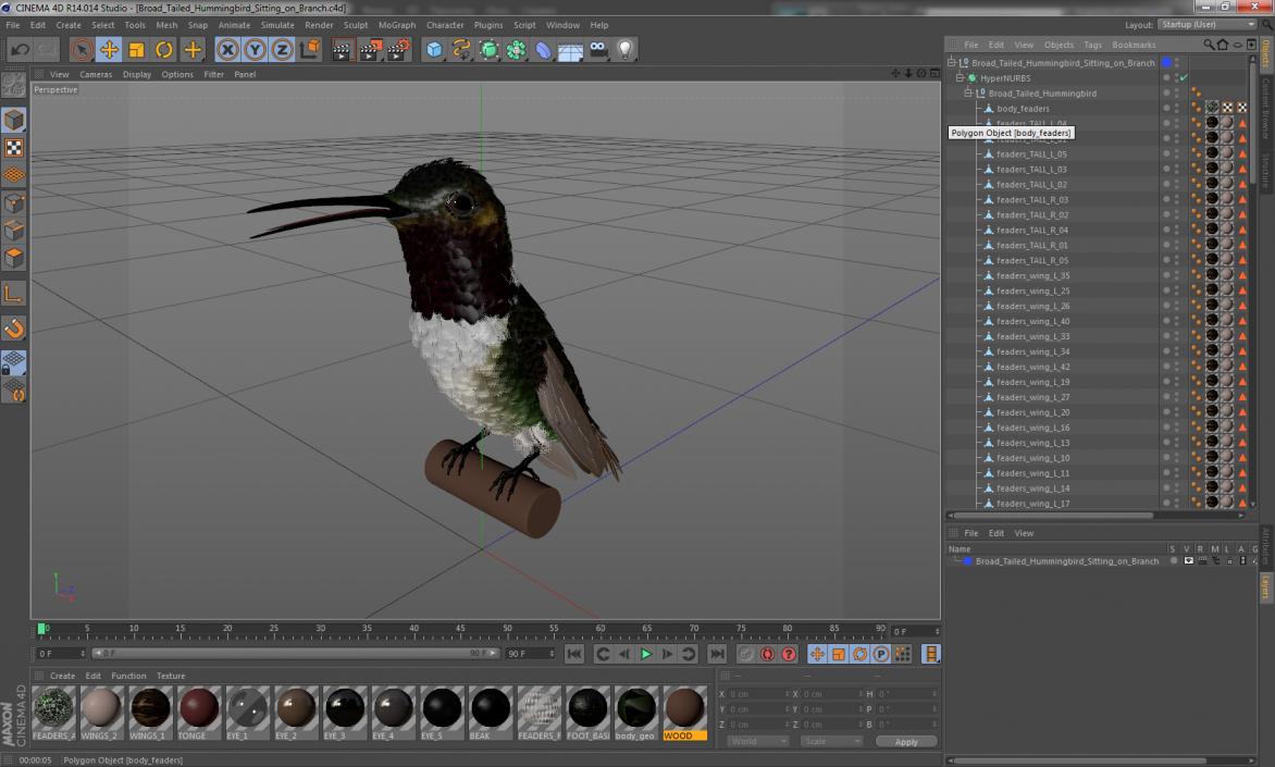 Broad Tailed Hummingbird Sitting on Branch 3D