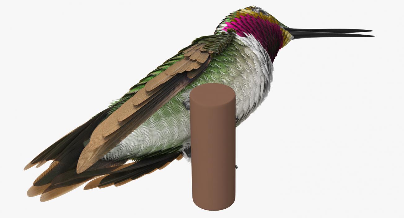 Broad Tailed Hummingbird Sitting on Branch 3D