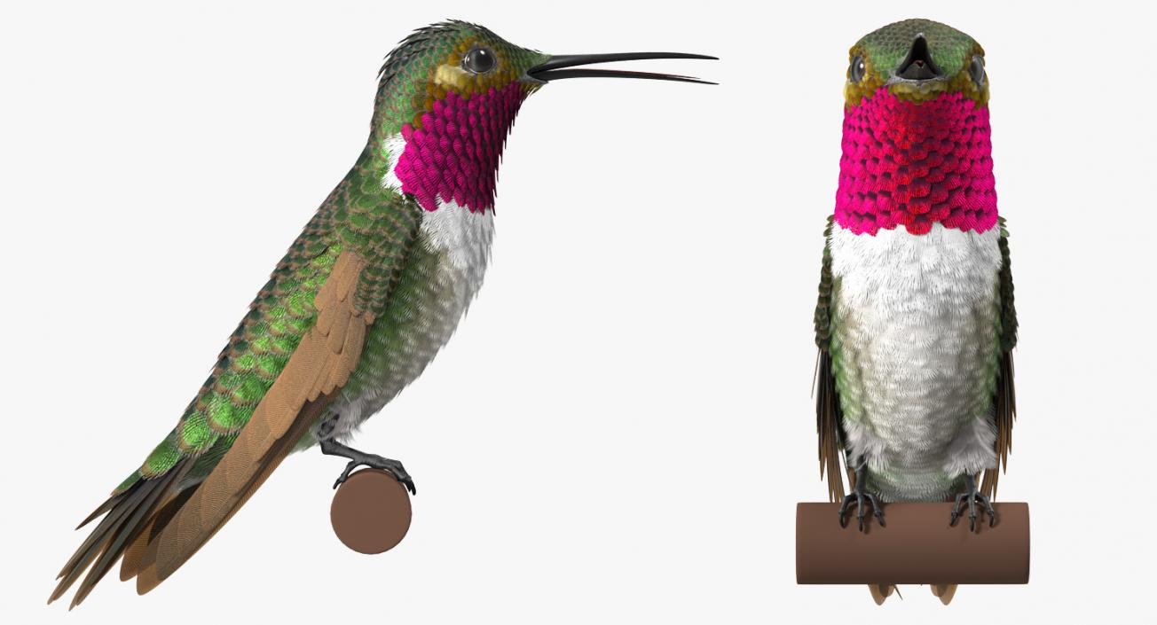 Broad Tailed Hummingbird Sitting on Branch 3D