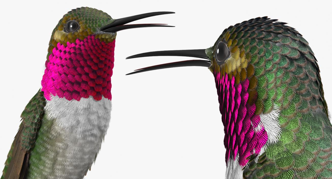 Broad Tailed Hummingbird Sitting on Branch 3D