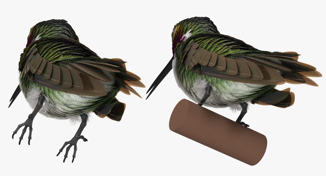 Broad Tailed Hummingbird Sitting on Branch 3D