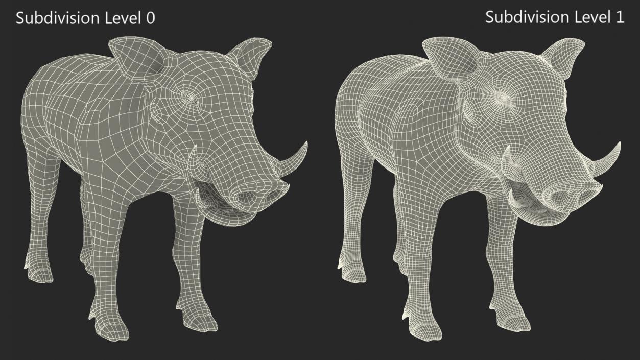 Southern Warthog Rigged for Maya 3D