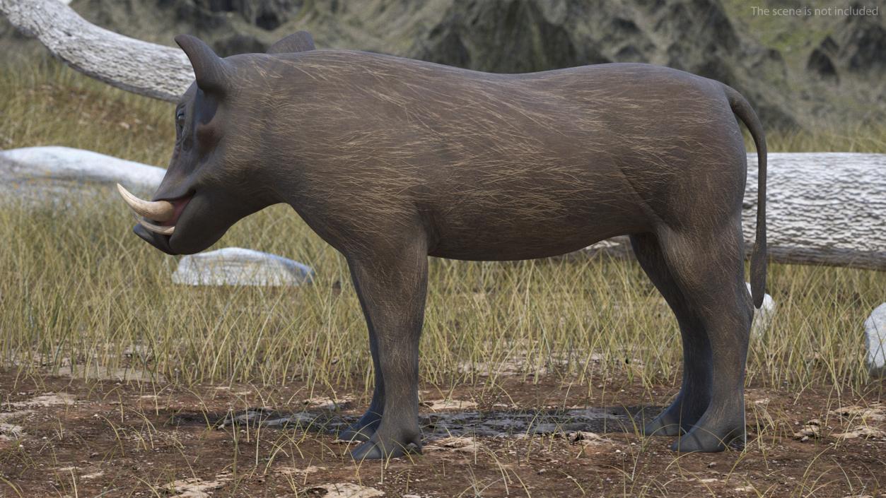 Southern Warthog Rigged for Maya 3D