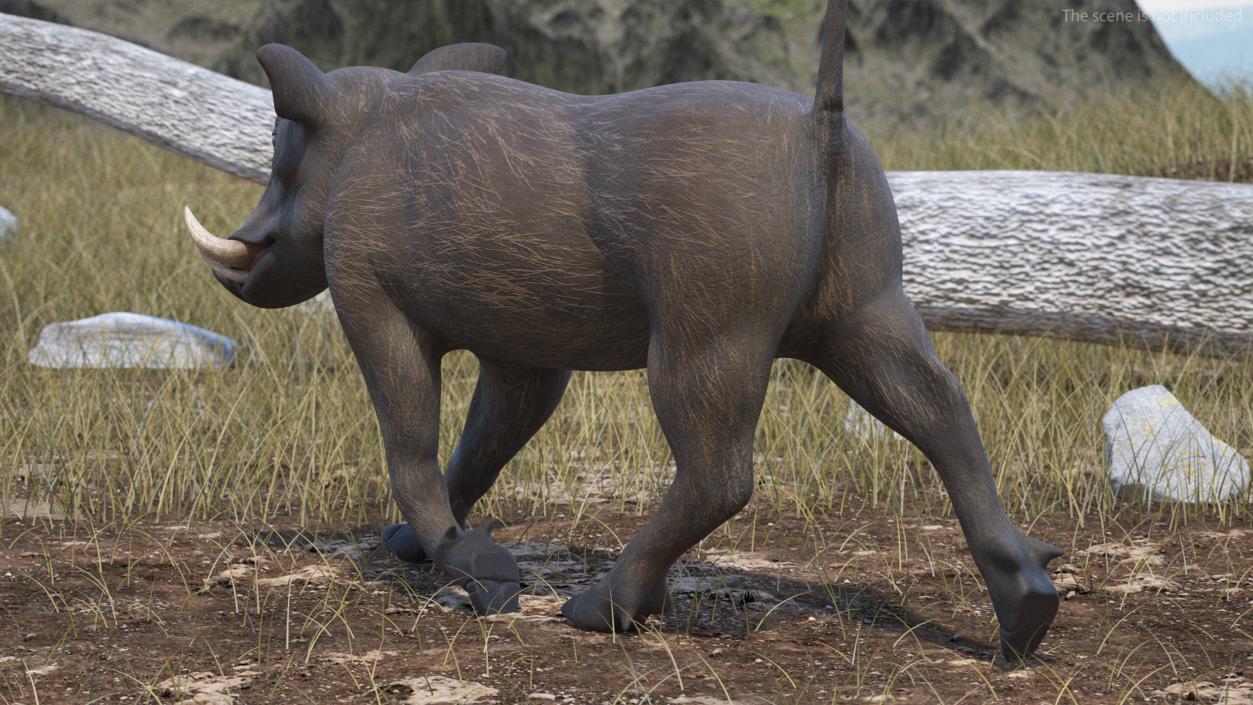 Southern Warthog Rigged for Maya 3D