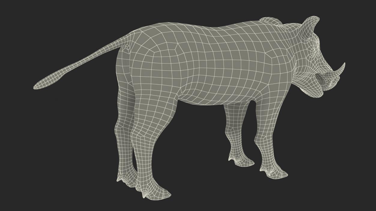 Southern Warthog Rigged for Maya 3D