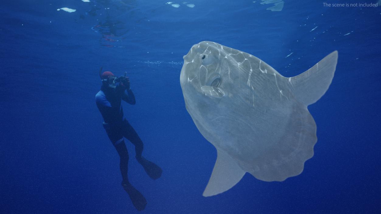 3D model Ocean Sunfish Common Mola