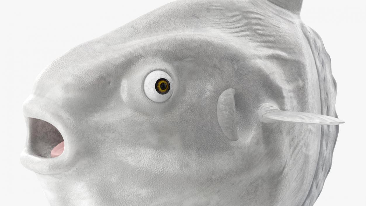 3D model Ocean Sunfish Common Mola