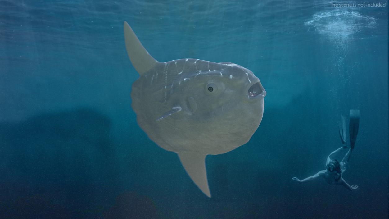 3D model Ocean Sunfish Common Mola