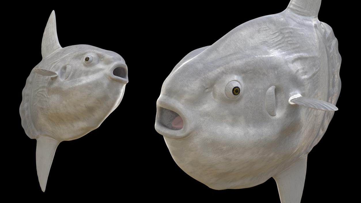 3D model Ocean Sunfish Common Mola