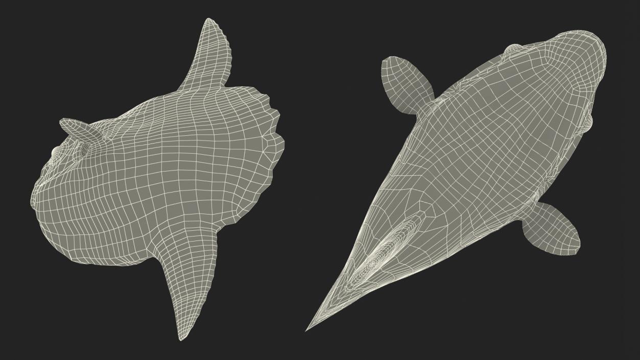 3D model Ocean Sunfish Common Mola