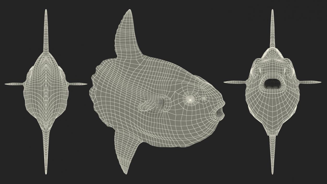 3D model Ocean Sunfish Common Mola