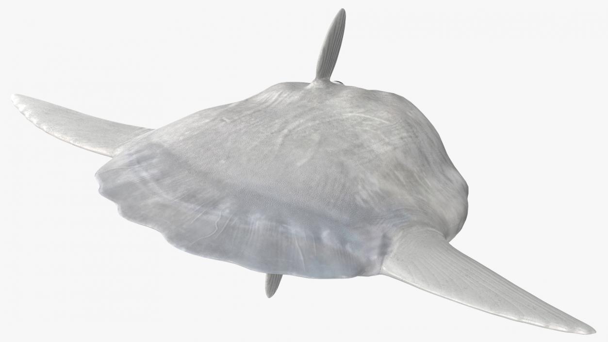 3D model Ocean Sunfish Common Mola