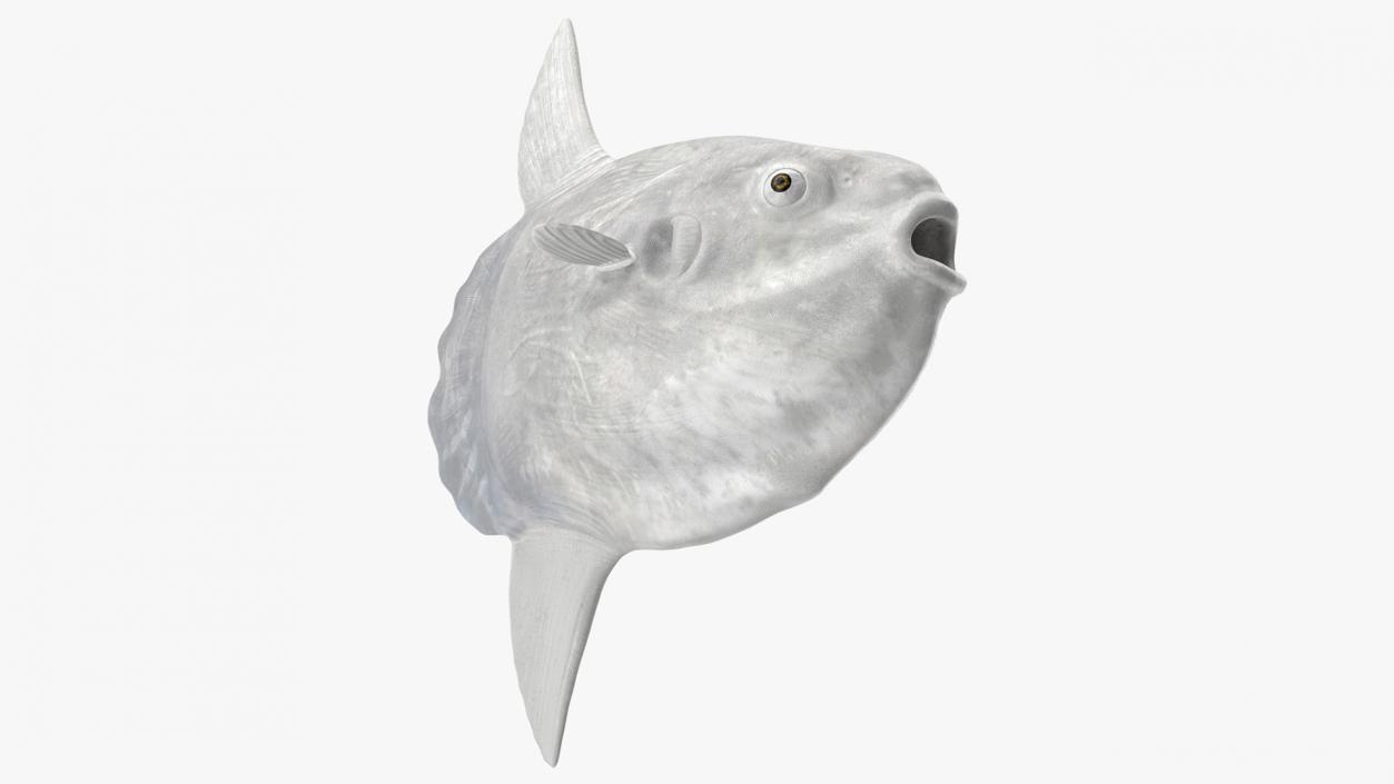 3D model Ocean Sunfish Common Mola