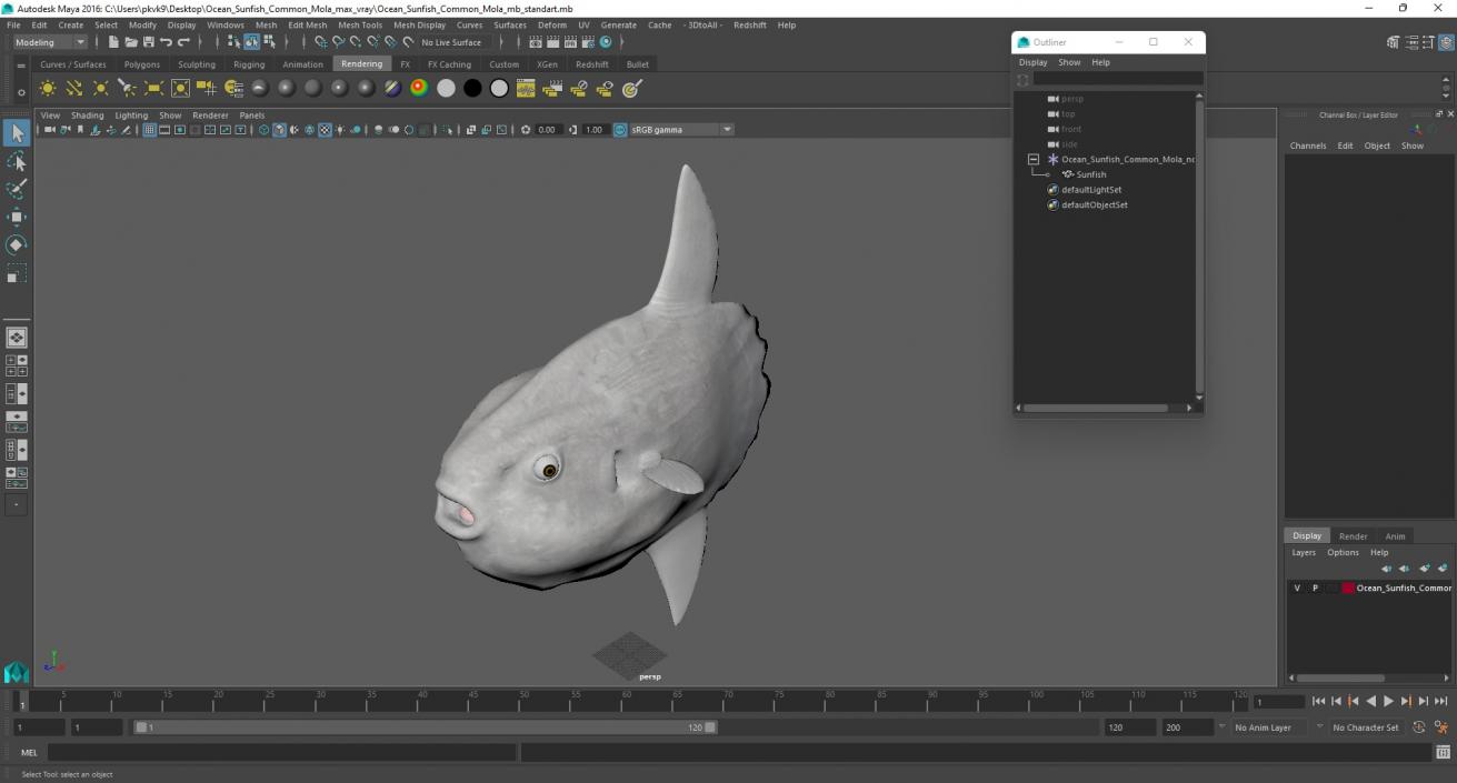 3D model Ocean Sunfish Common Mola