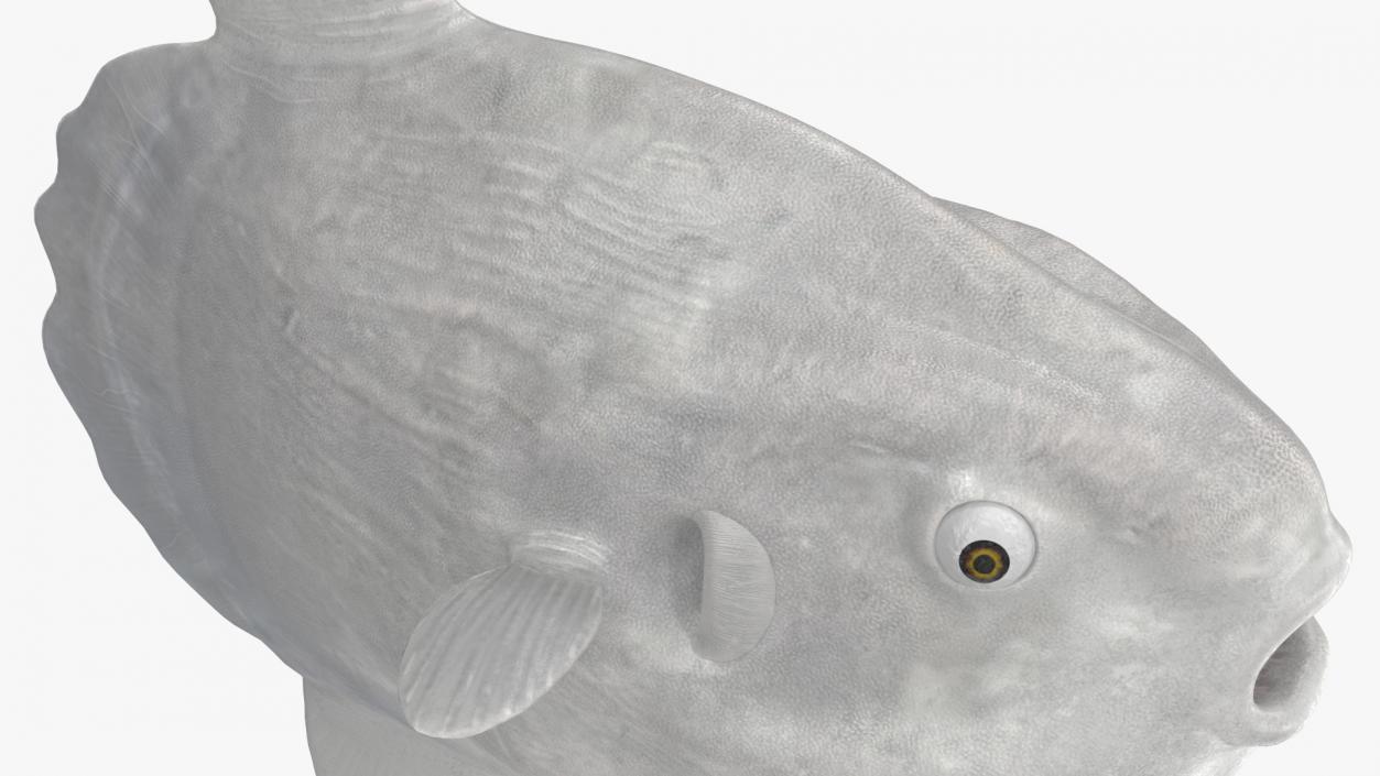 3D model Ocean Sunfish Common Mola