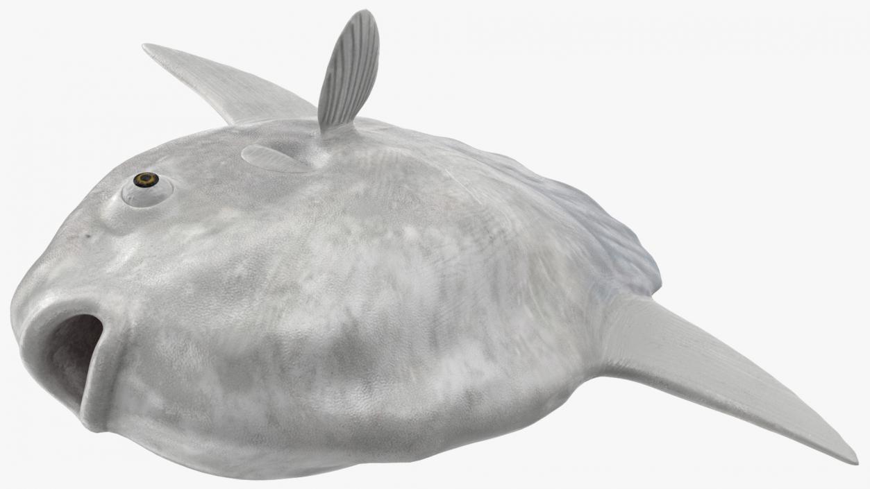 3D model Ocean Sunfish Common Mola