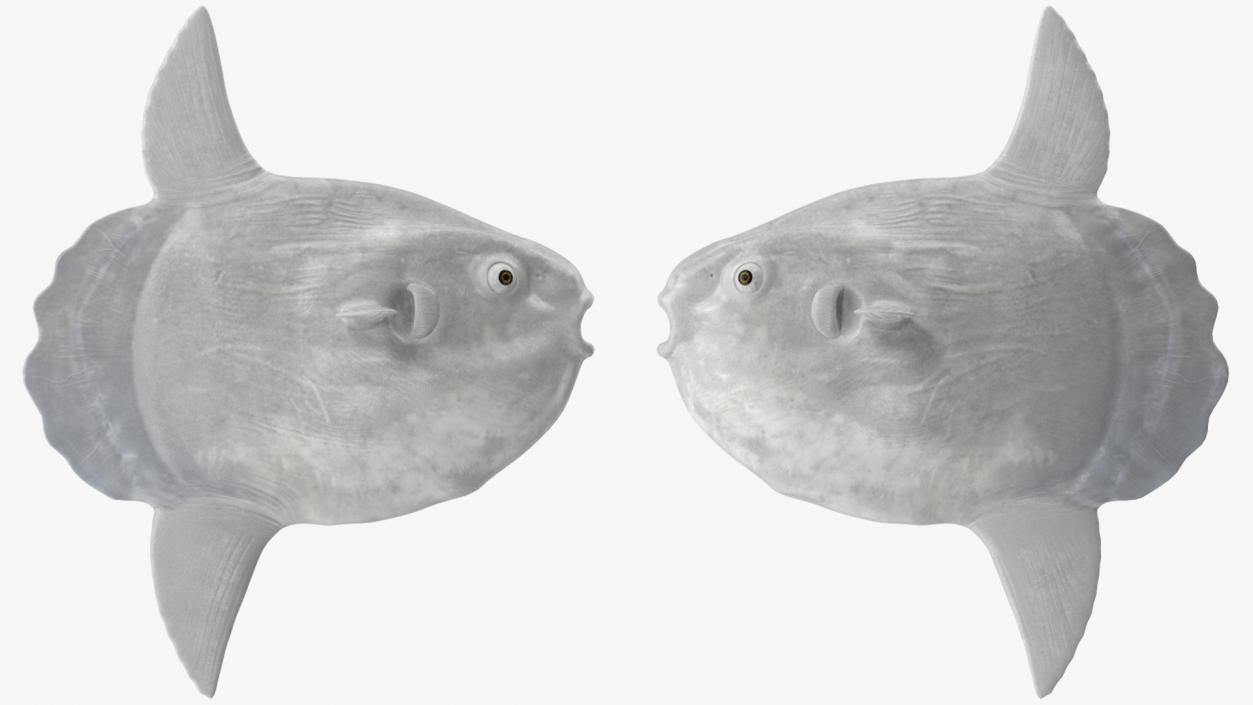 3D model Ocean Sunfish Common Mola