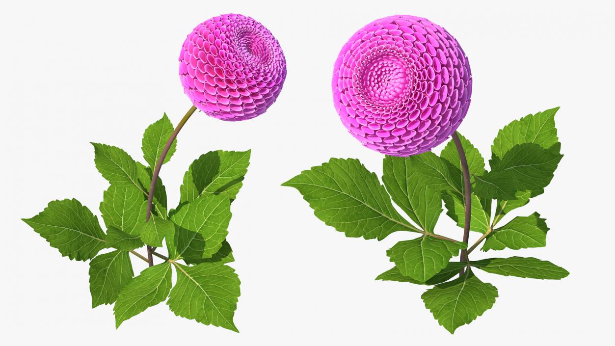 3D model Dahlia Franz Kafka Pompon Pink