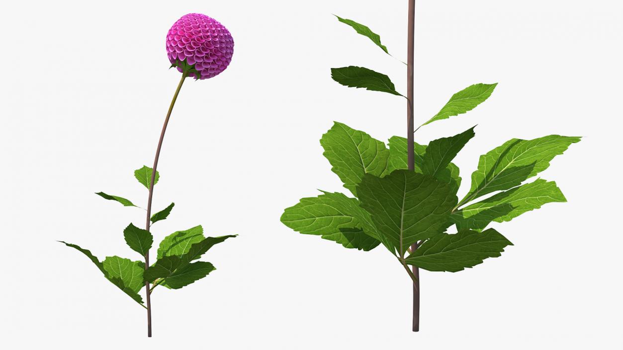 3D model Dahlia Franz Kafka Pompon Pink