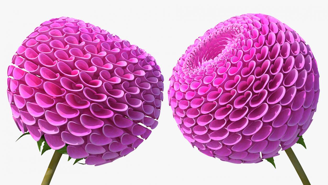 3D model Dahlia Franz Kafka Pompon Pink