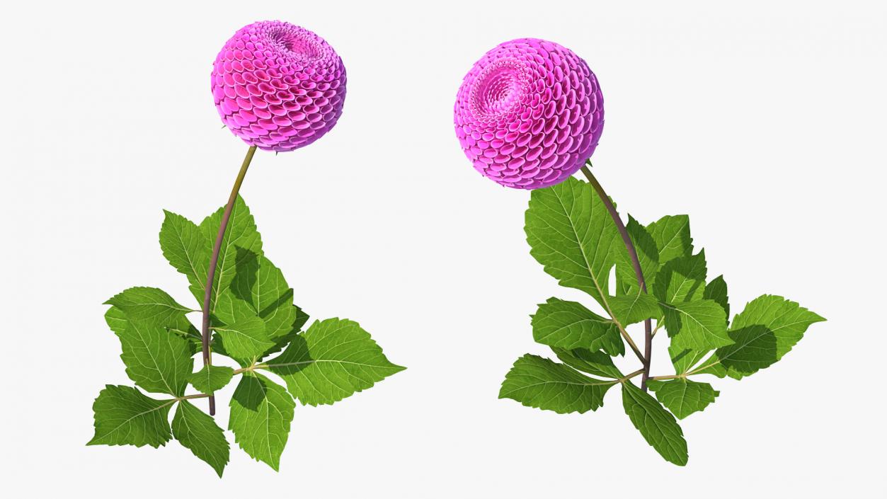 3D model Dahlia Franz Kafka Pompon Pink