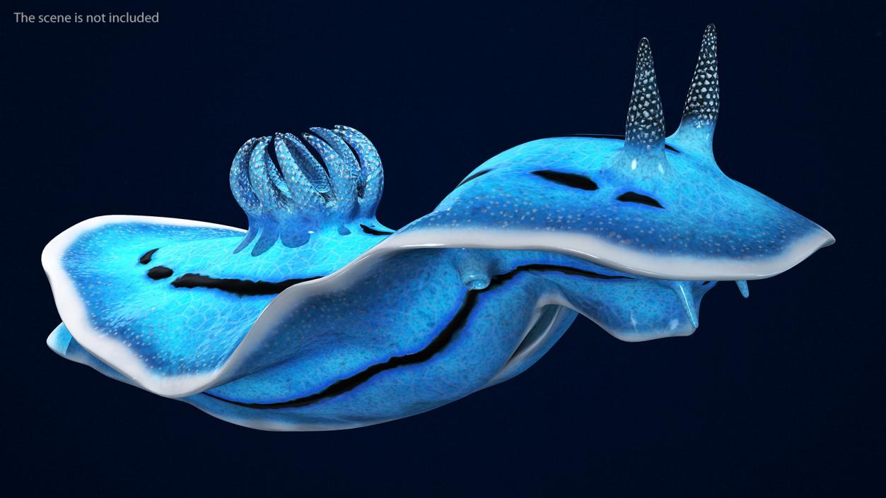 3D model Blue Sea Slug Rigged