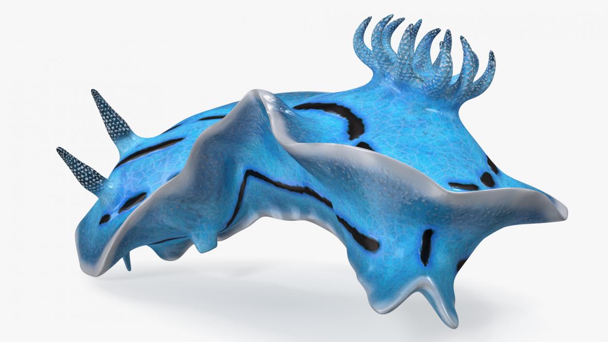 3D model Blue Sea Slug Rigged