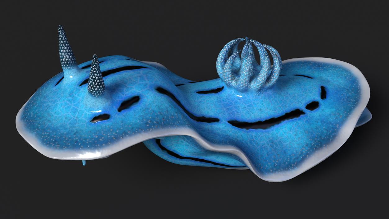 3D model Blue Sea Slug Rigged