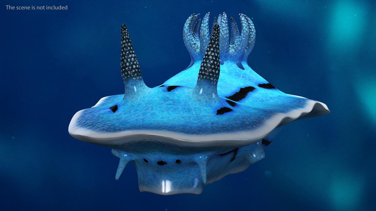 3D model Blue Sea Slug Rigged