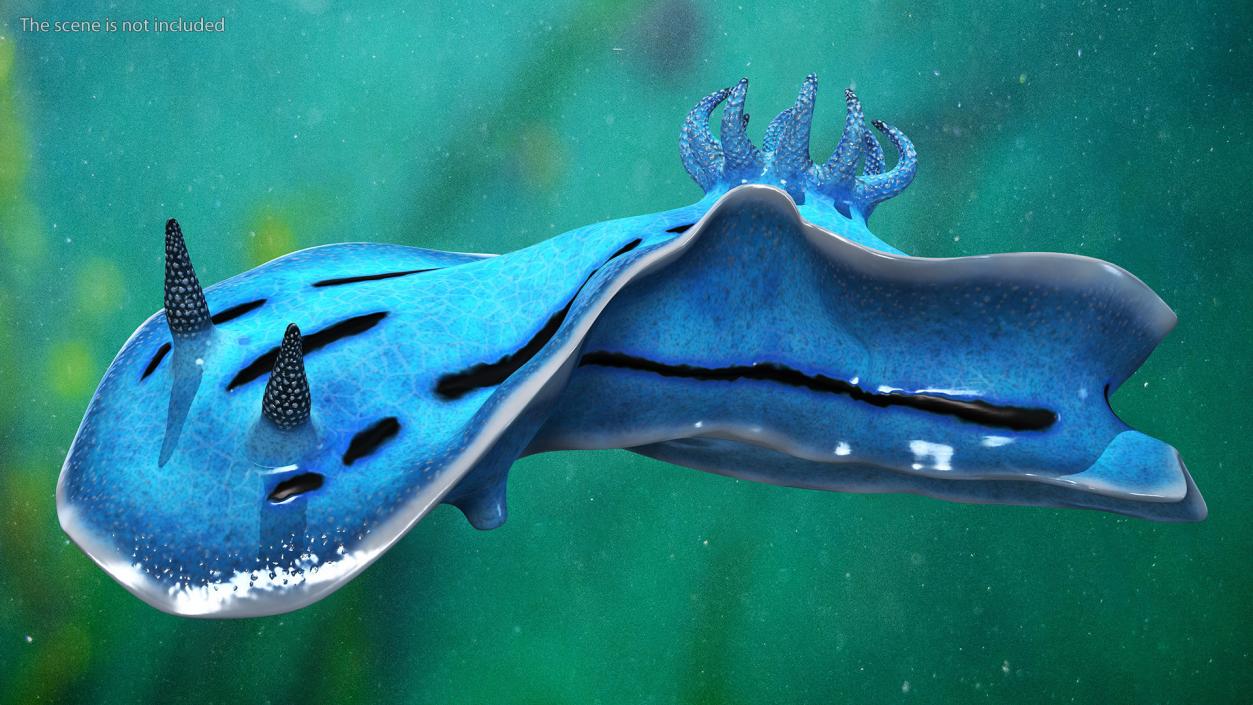 3D model Blue Sea Slug Rigged