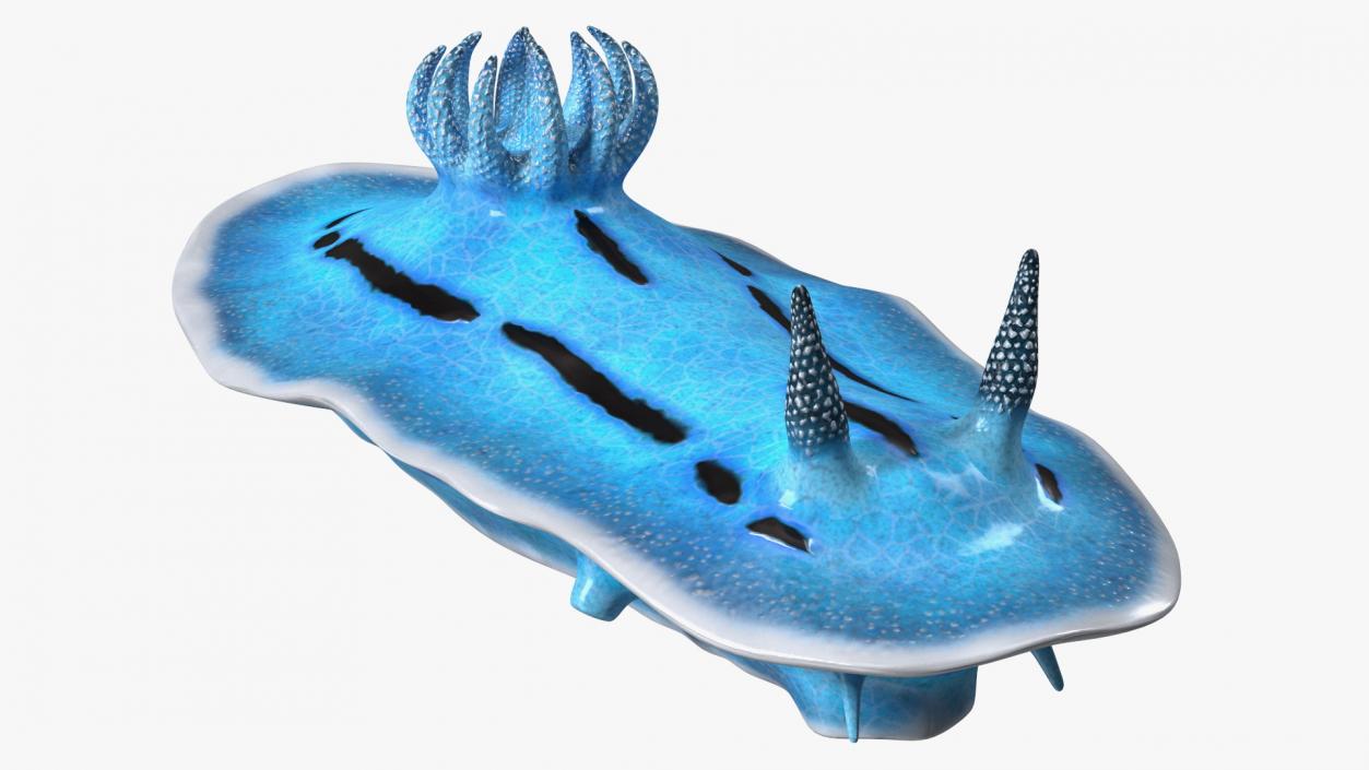 3D model Blue Sea Slug Rigged