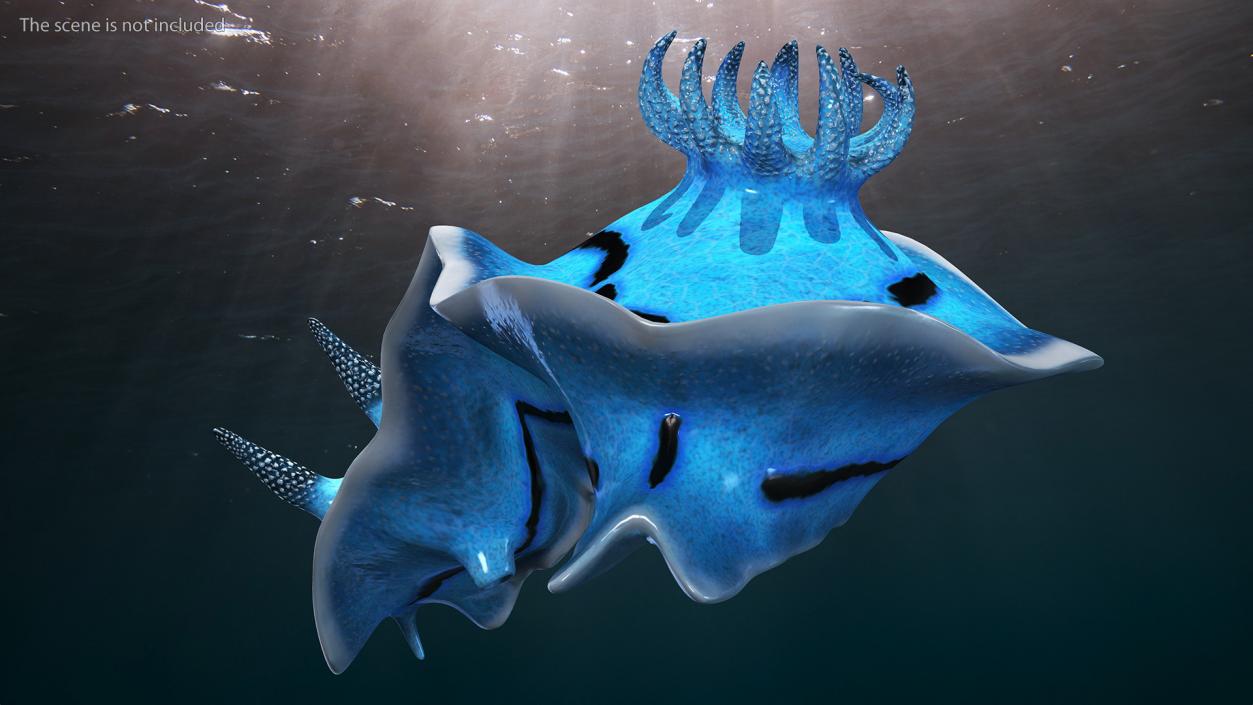 3D model Blue Sea Slug Rigged